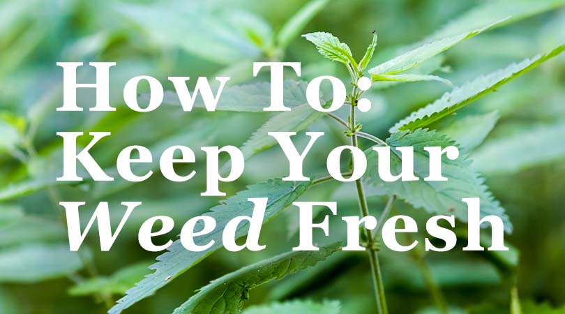 How to Keep Your Weed Fresh and Potent? - Complete Guide