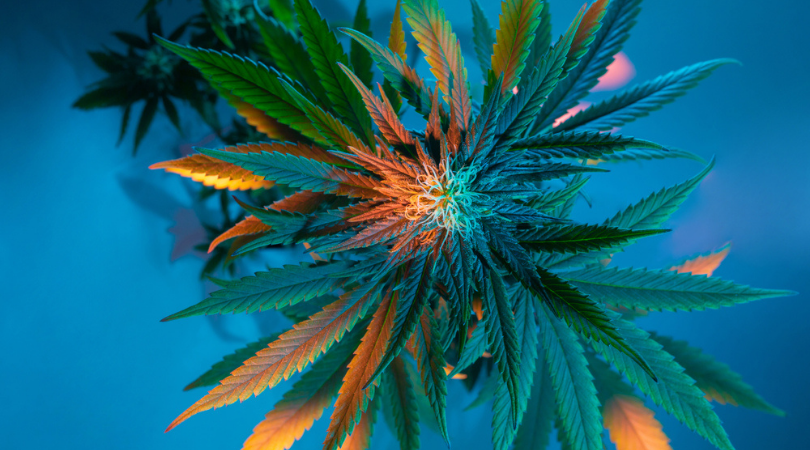 Can you Smoke Weed Leafs and Get High