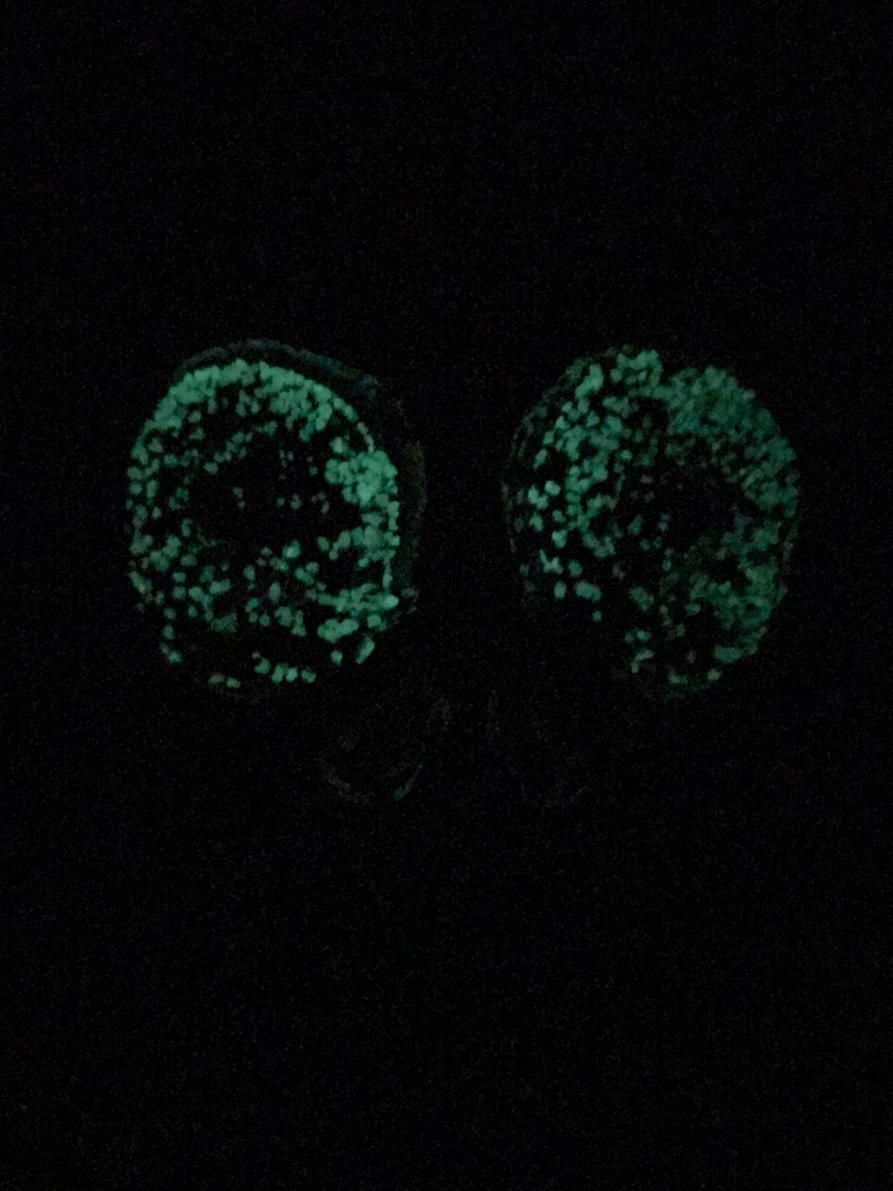 Fumed Green Skull with Glow in the DARK EYES