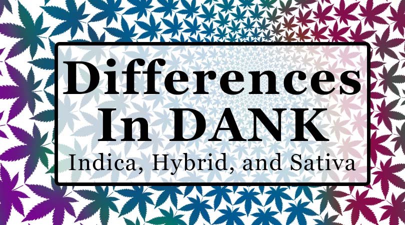 What are the differences between Indica, Sativa and Hybrid Strains