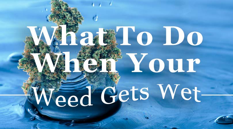 What to Do When Weed Gets Wet?
