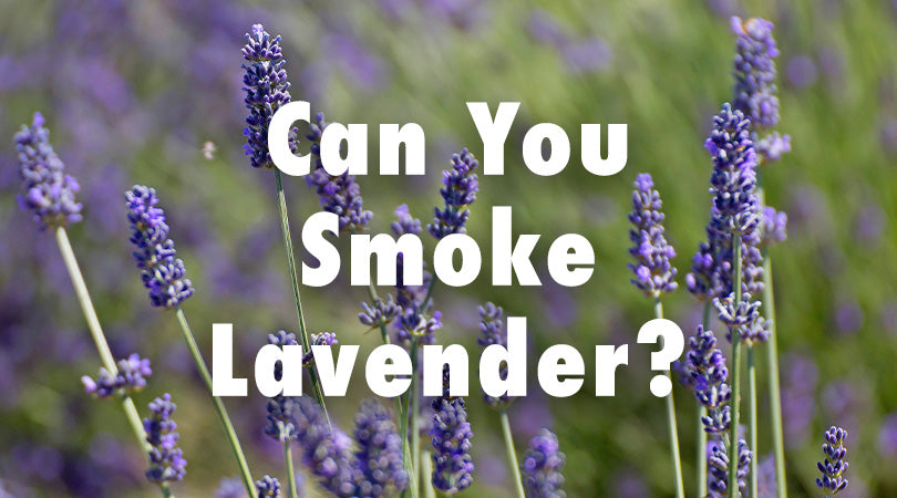 Can You Smoke Lavender