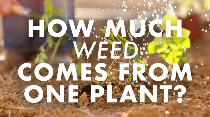 HOW MUCH WEED DOES ONE PLANT PRODUCE?