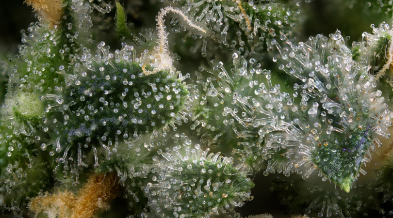 Terpenes Explained And Terpene Chart