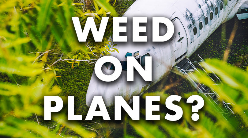 Can You Take Weed on a Plane?