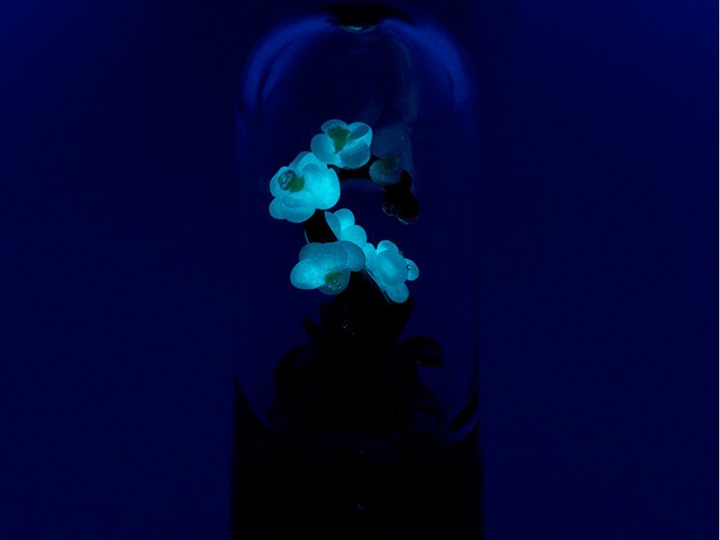 UV White Orchid Pipe Fat Buddha Glass
